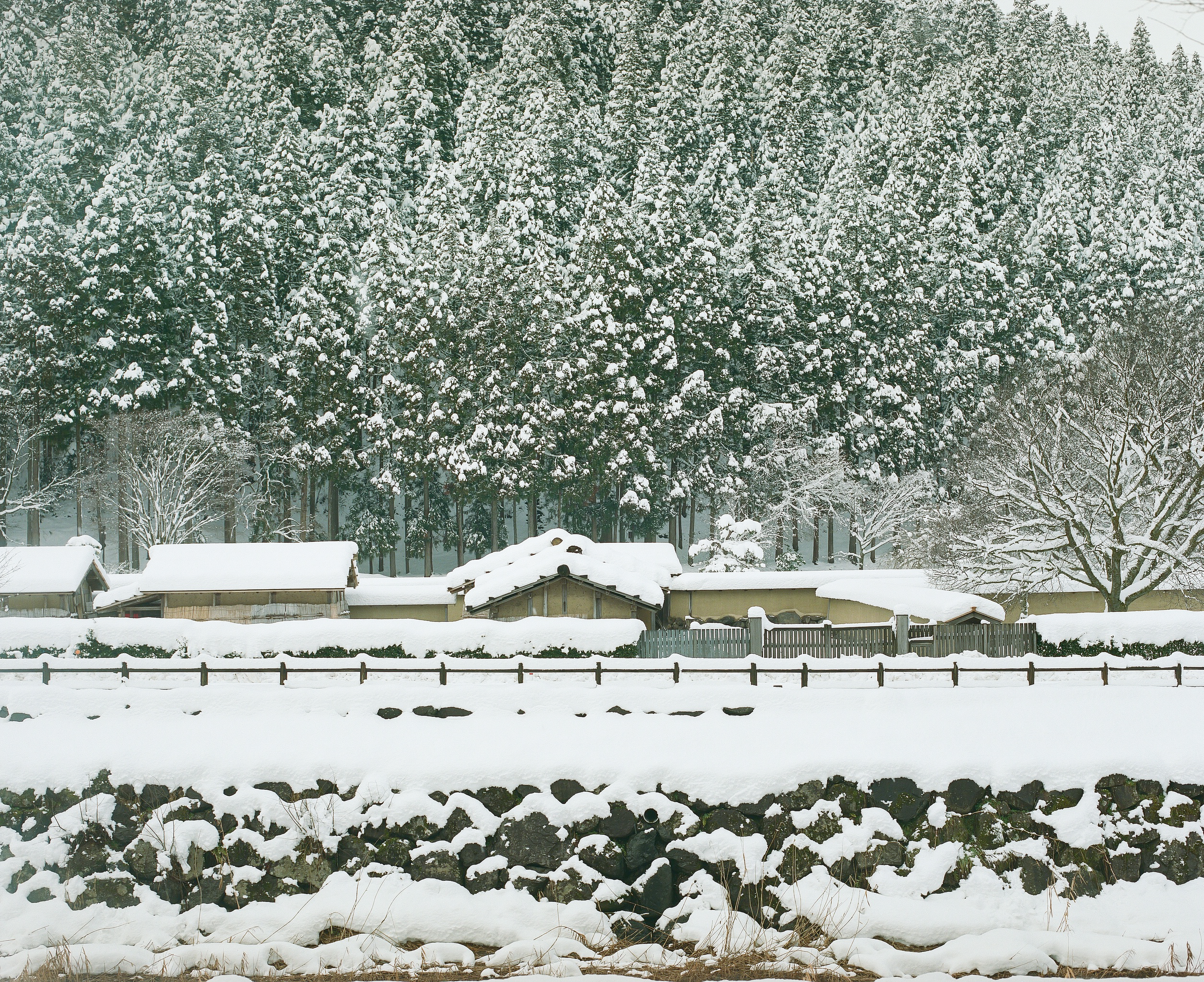 雪にすっぽり埋もれた町｜冬｜季節｜一乗谷百景｜ICHIJO-DANI 一乗谷