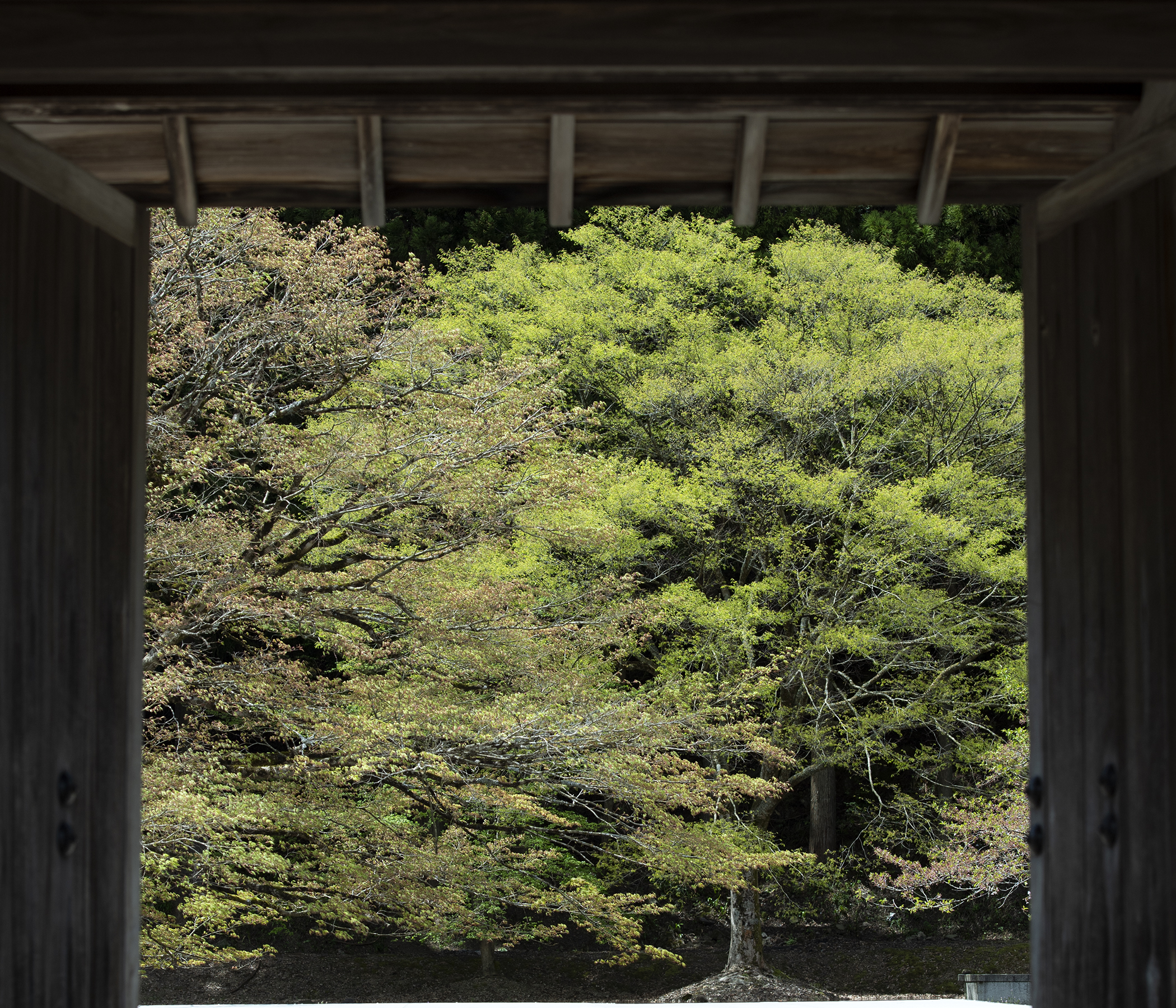 借景|春|季節|一乗谷百景|ICHIJO-DANI 一乗谷朝倉氏遺跡公式ポータルサイト